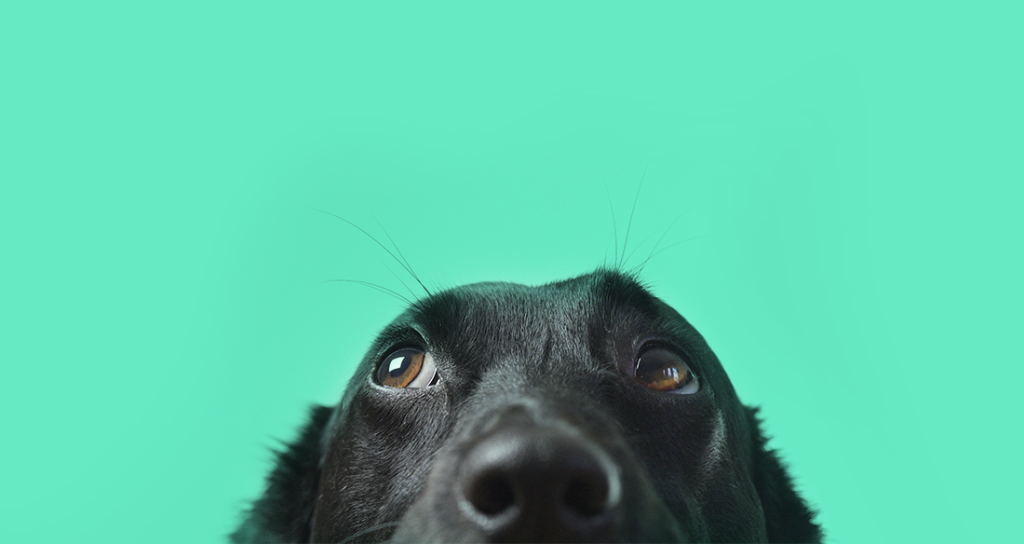 Why a good dog makes a good commercial.